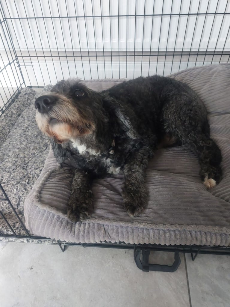 Cockapoo