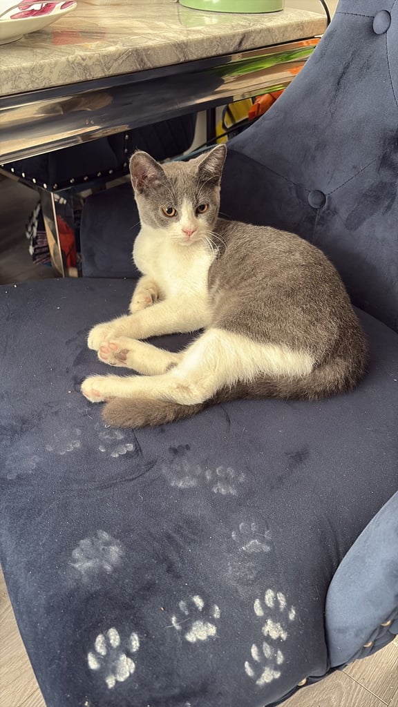 British short hair half 16 weeks old boy £150 