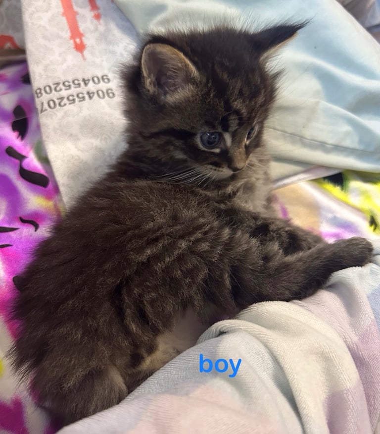 Ragdoll-Maincoon mix kittens