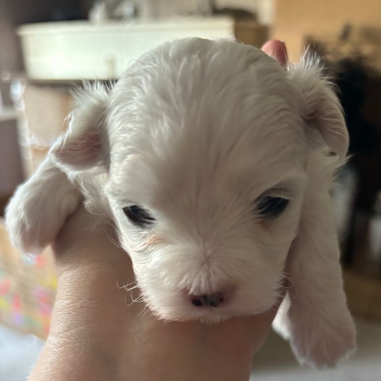 Adorable Maltese terrier puppies 
