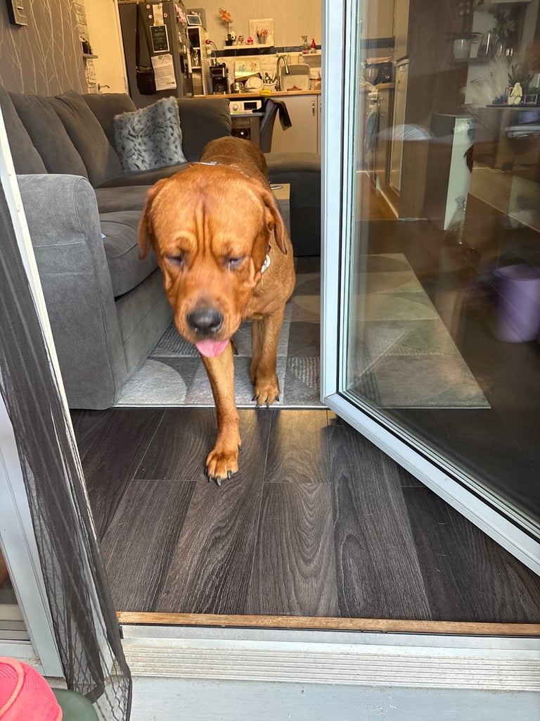 Bear in need of new home