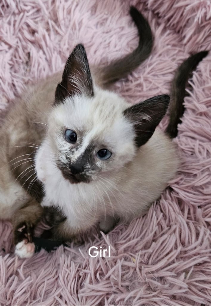 Stunning blue eyed, part pedigree kittens