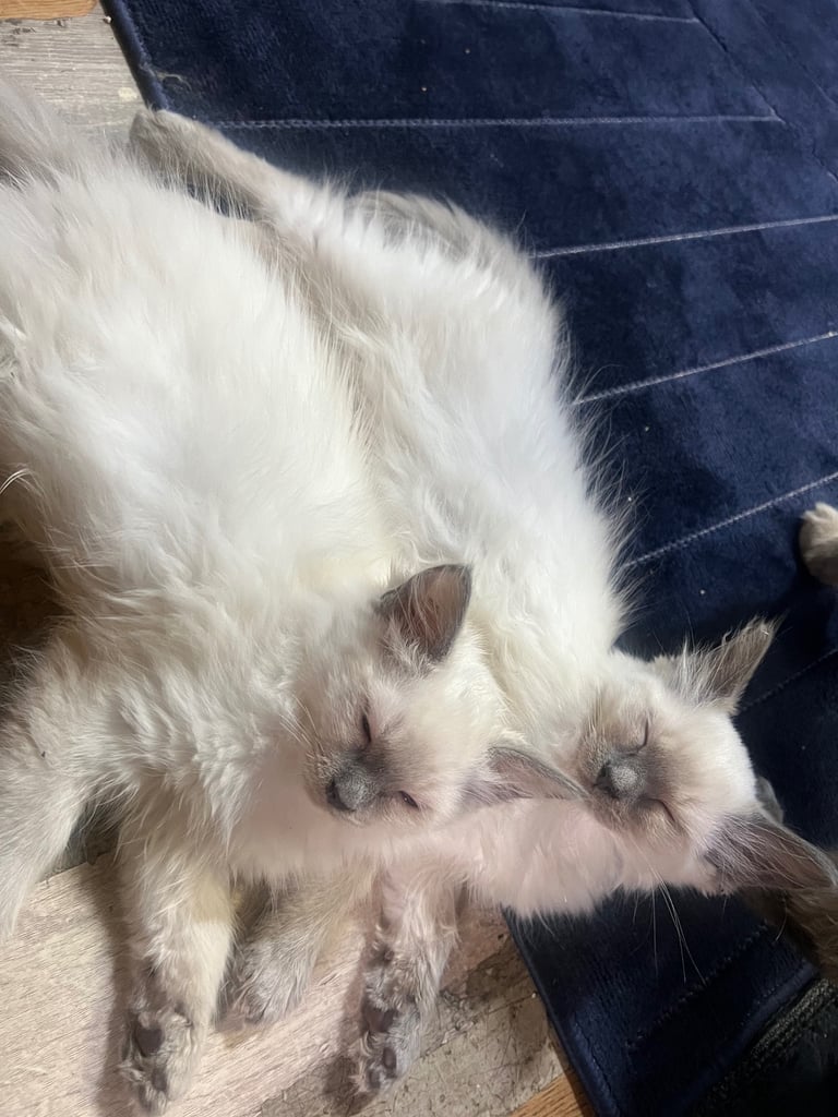 Pure Ragdoll Kittens 