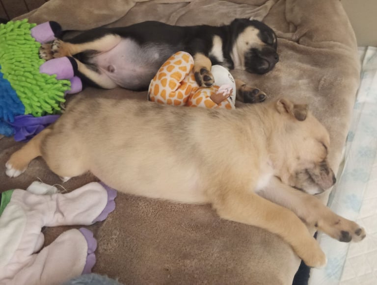 Pug X Collie (Pugollie) Puppies Looking For Their Forever Homes