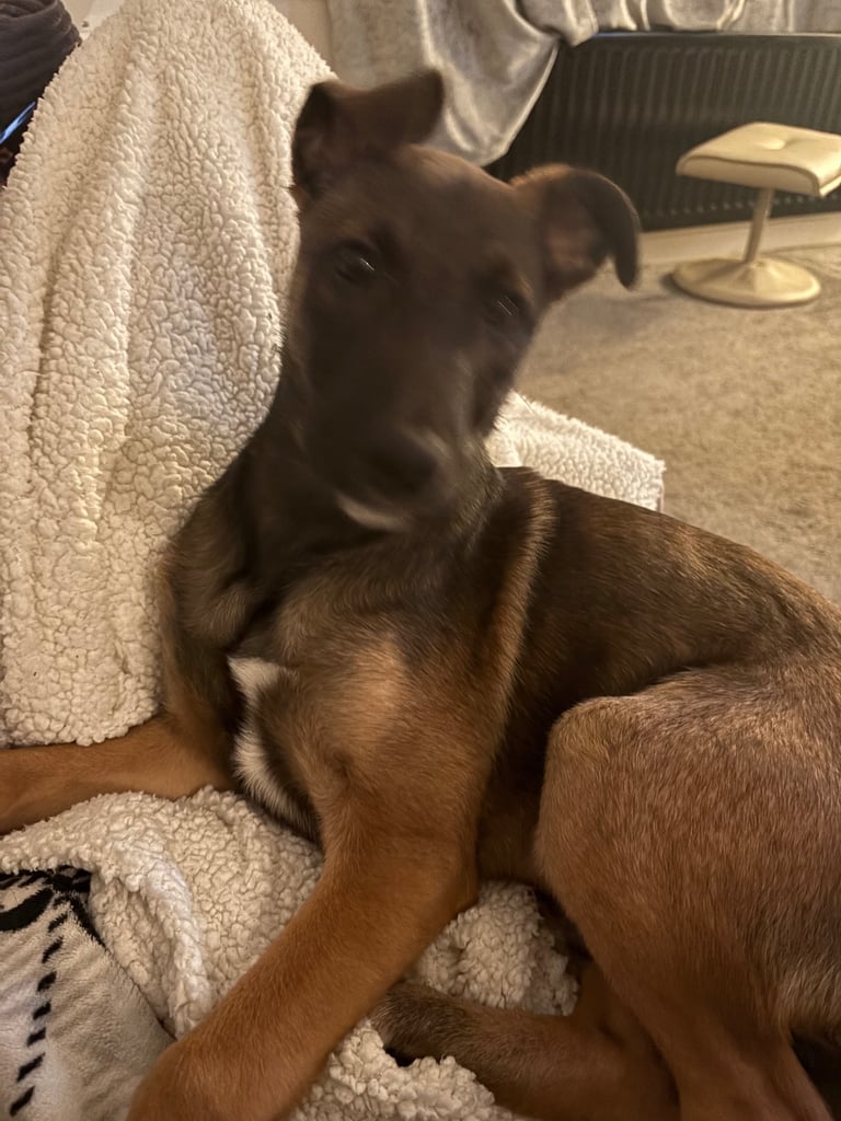 image for Belgin x greyhound boy puppy for sale 