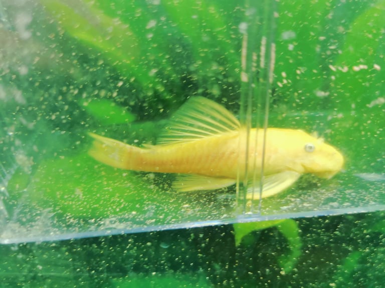 image for Female Lemon Blue eye Pleco 