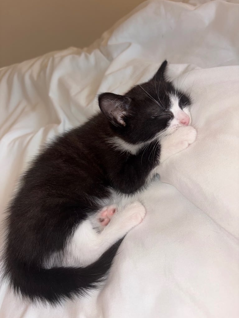 Kittens
