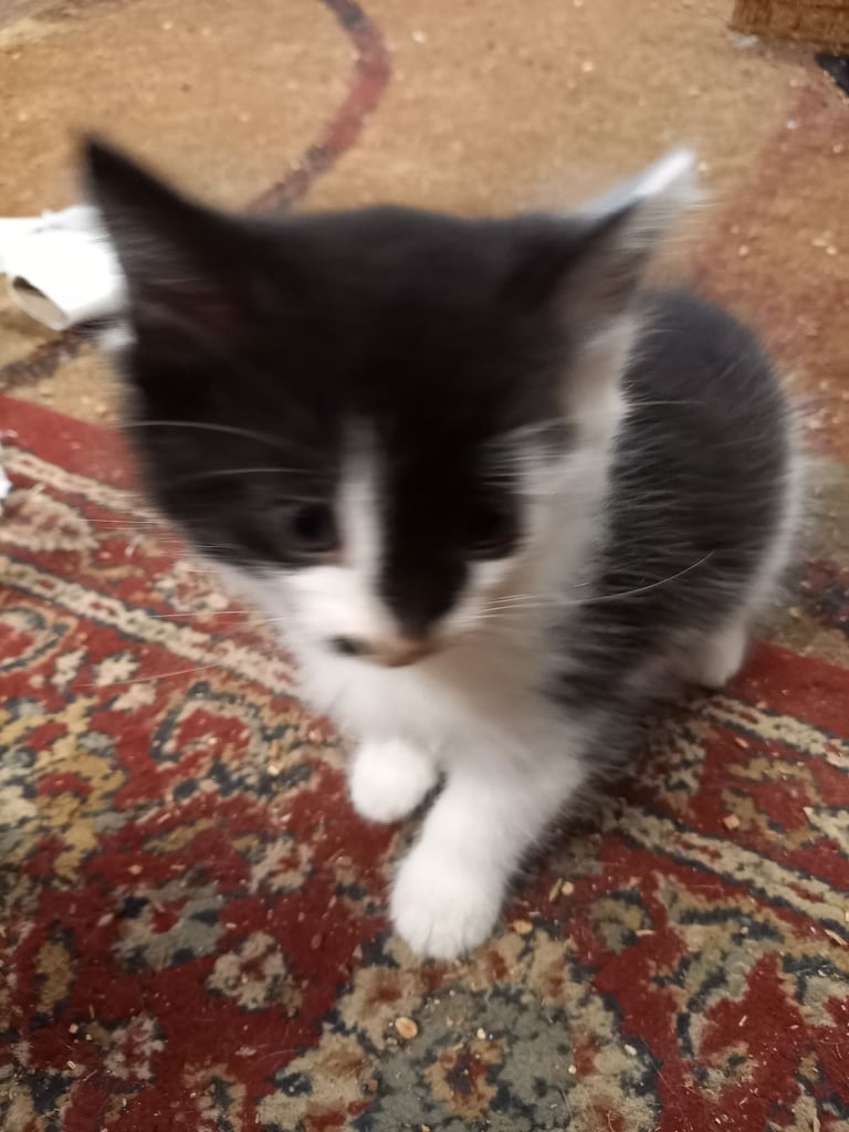 Kitten's for sale 