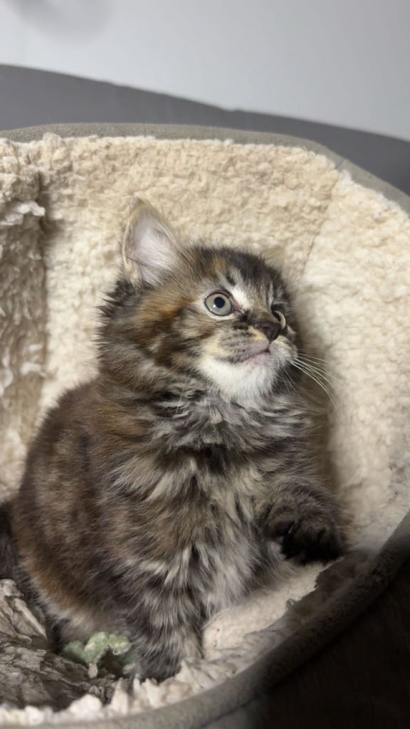 🐾 Adorable 8-Week-Old Female Siberian Kitten – Ready for Her New Home 🐾
