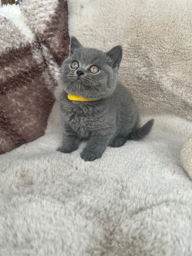 Beautiful British Shorthair Kittens