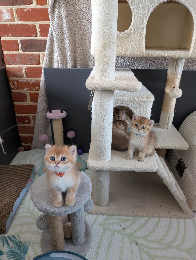 Gold British Shorthair kittens