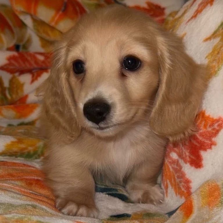 Miniature long haired dash-hounds 