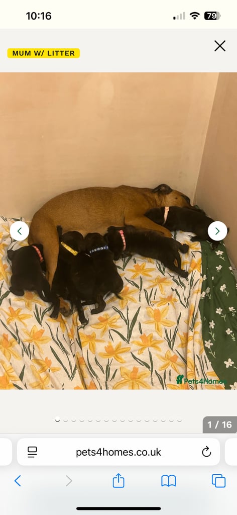 2x staff girls available 