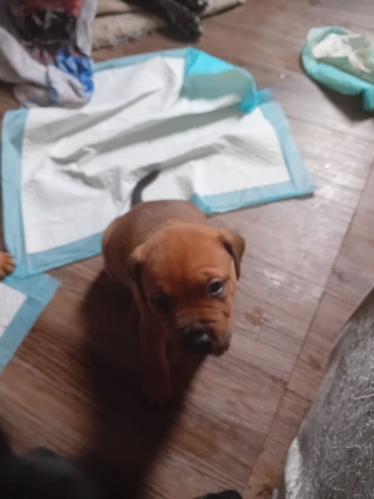 X rottweiler female pup  7 weeks old last pup for sale can be viewed 