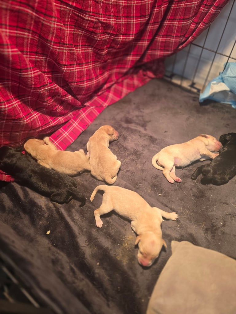 3 Beautiful fox red & 1 black fullbred labs Pups