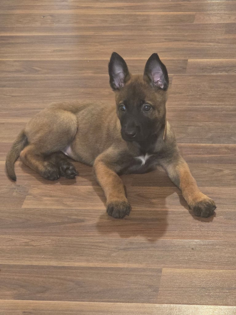 image for Belgian Malinois Female 