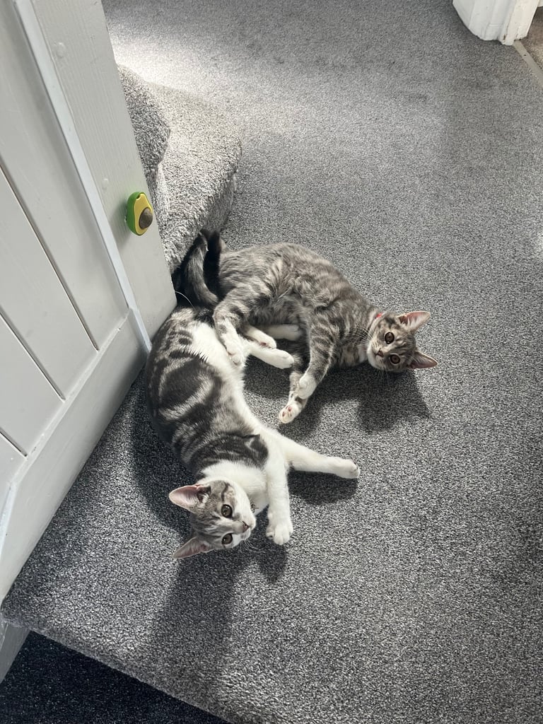 image for 2 four month old Kittens