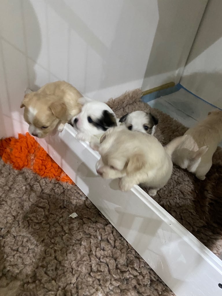 Lovely 3/4 Chihuahua puppies 