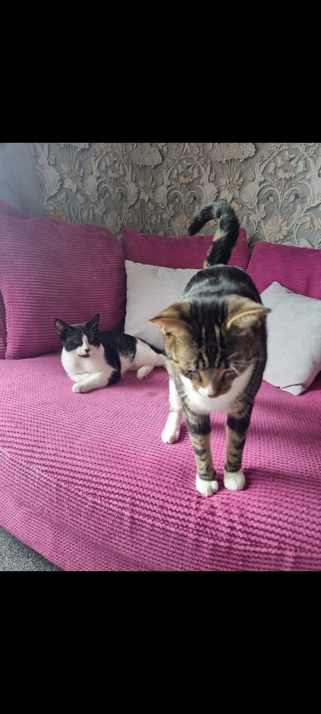 2 male cats, neutered for rehoming