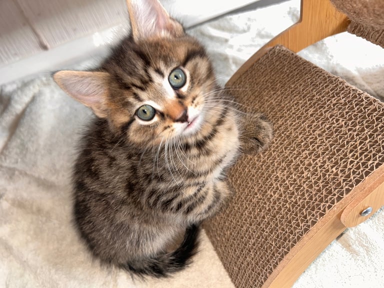 🐾 Adorable Kittens Looking for Their Forever Homes – 2 Girls & 3 Boys🐾