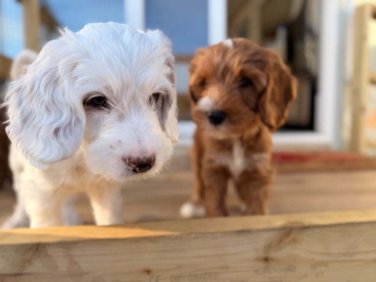 Multigen Australian Labradoodle