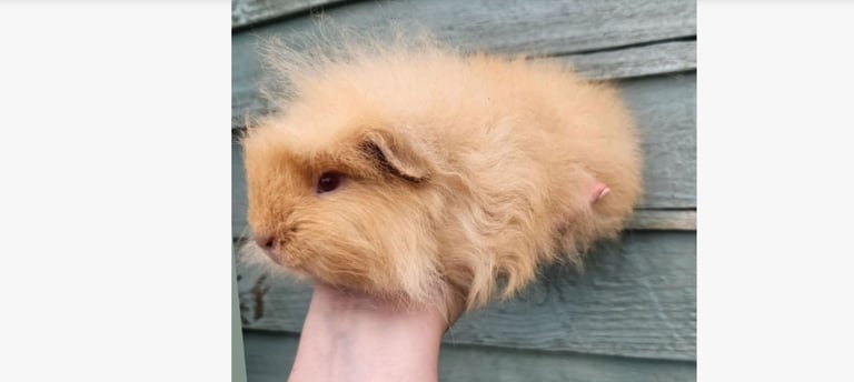 image for Guinea pigs 