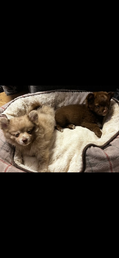 image for Gorgeous pomeranian puppies
