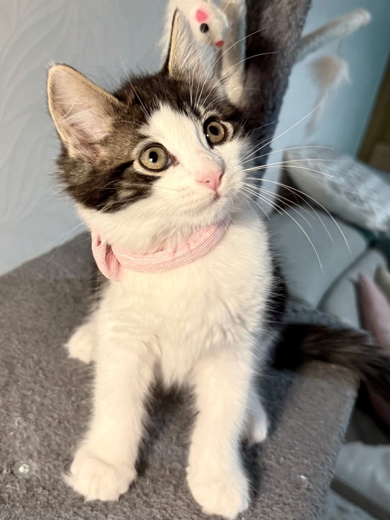 Stunning Ragamuffin X Main Coon Kittens