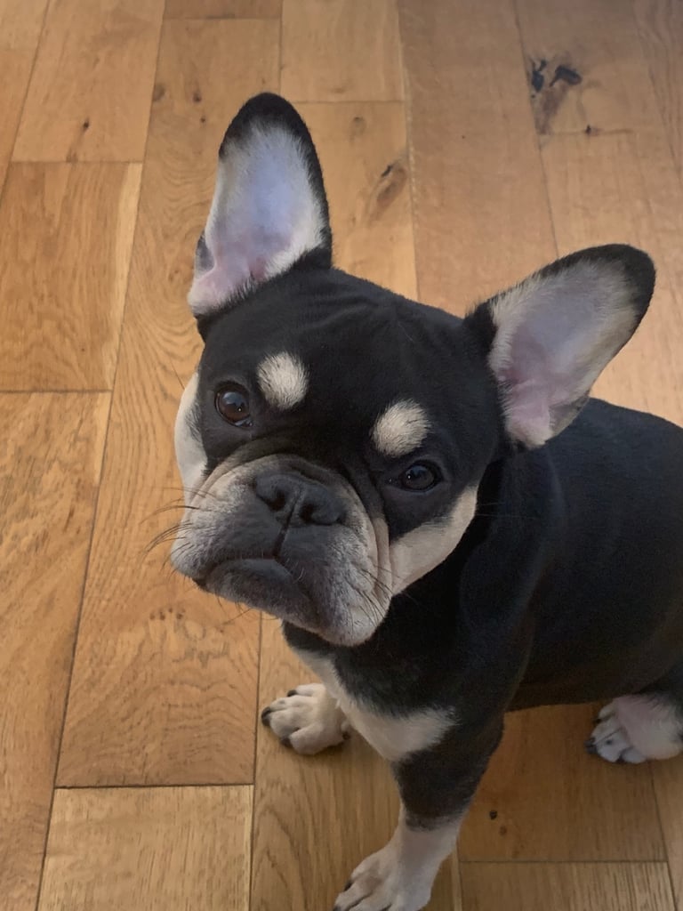 French Bulldog