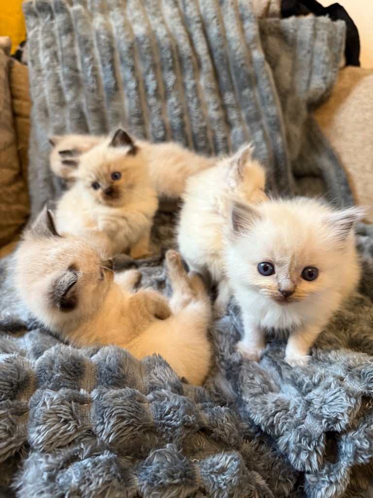 Beautiful ragdoll kittens for sale