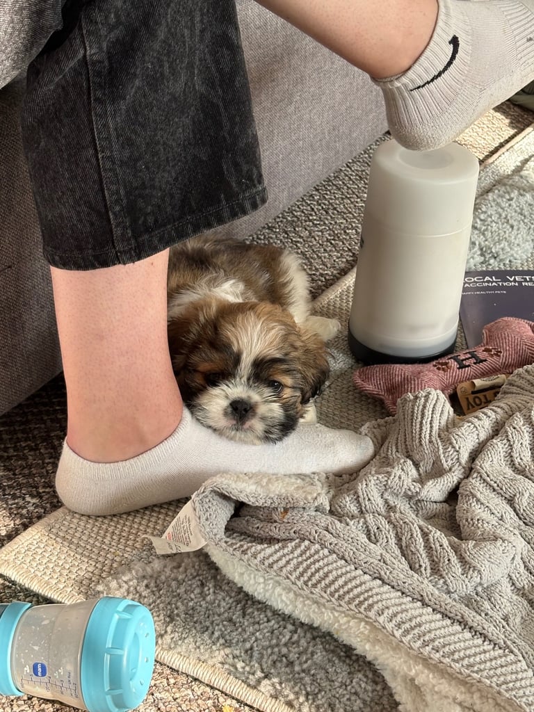 Puppy for sale 