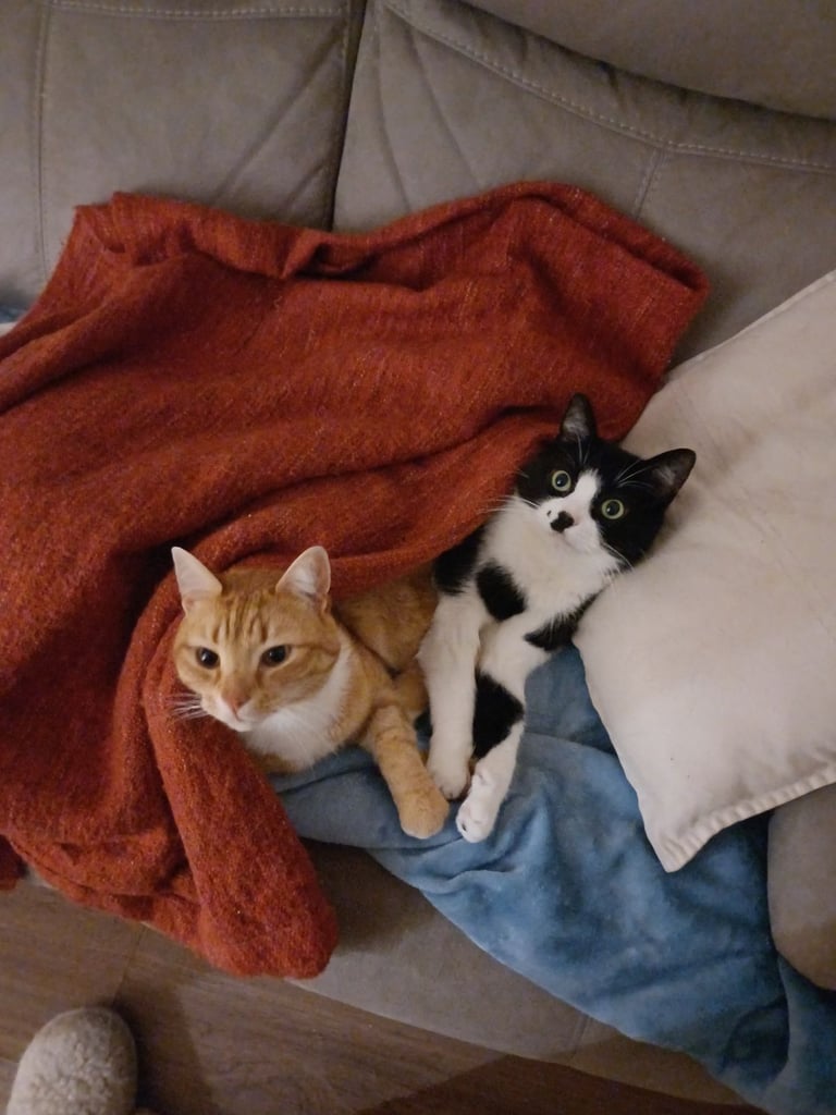 Cats needing rehomed