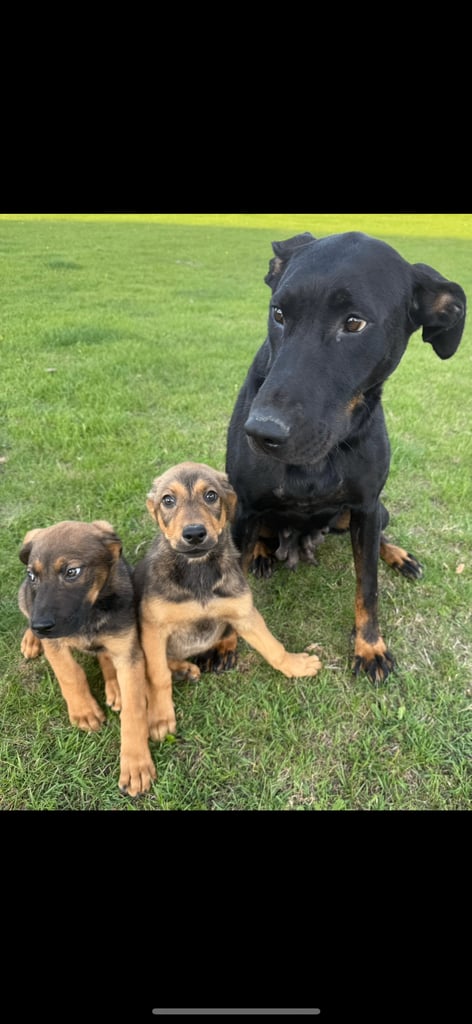 image for Doberman cross German Shepherd 
