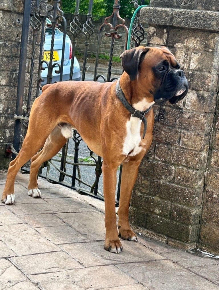 Boxer puppies kc reg