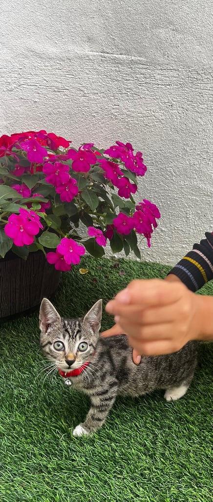 Beautiful & Playful Tabby Cat – Looking for a Loving Home