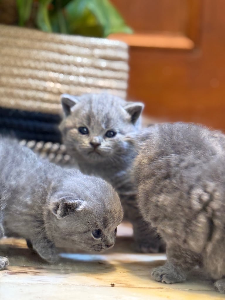 BSH kittens - All SOLD 