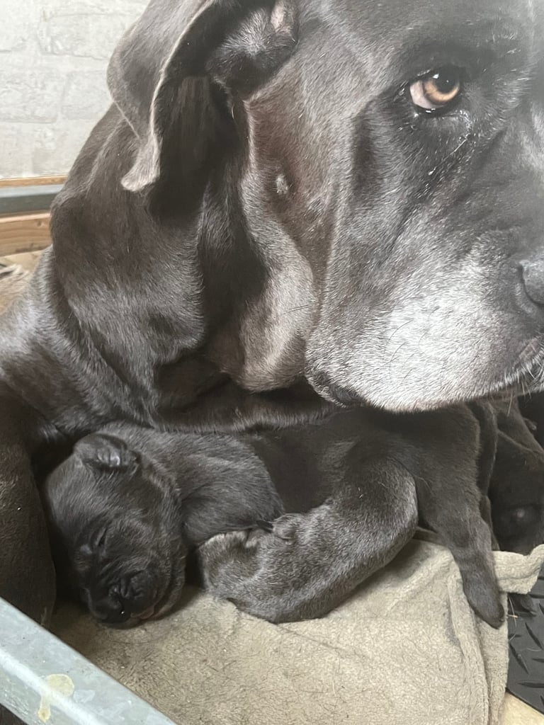 Cane Corso × Belgian Malinois Puppies 3/4 left 