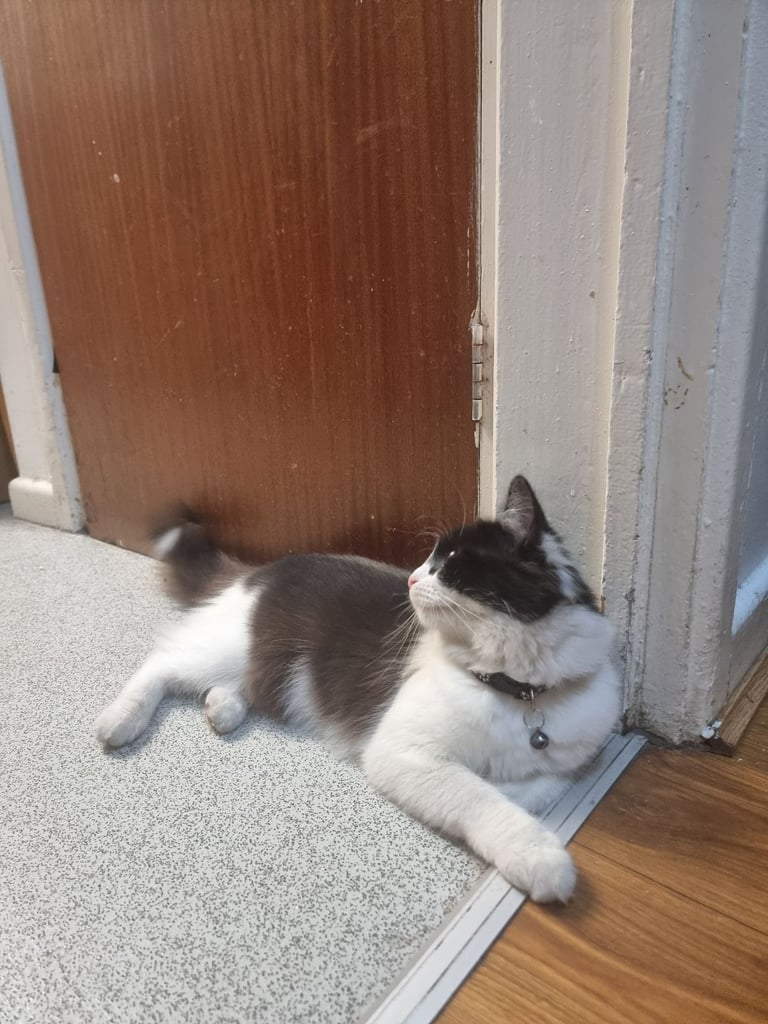 Female cat