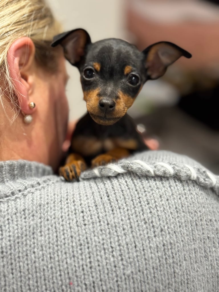 Not KC Reg Miniature Pincher Girl 