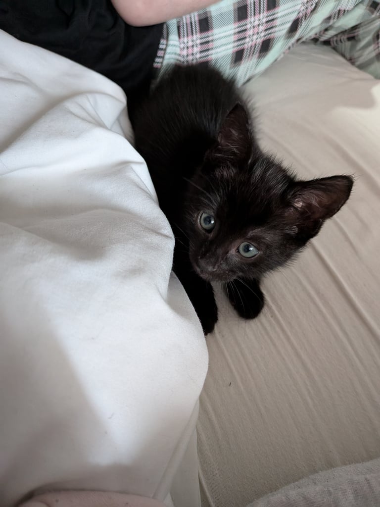 Gorgeous 8 week old kittens