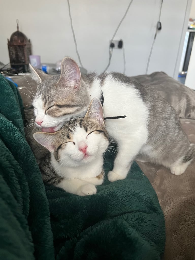 British shorthair mix