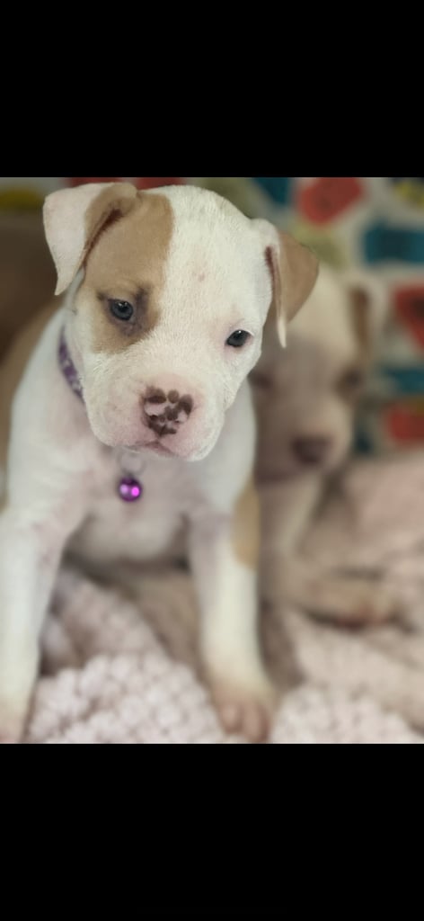 Beautiful American bulldogs 