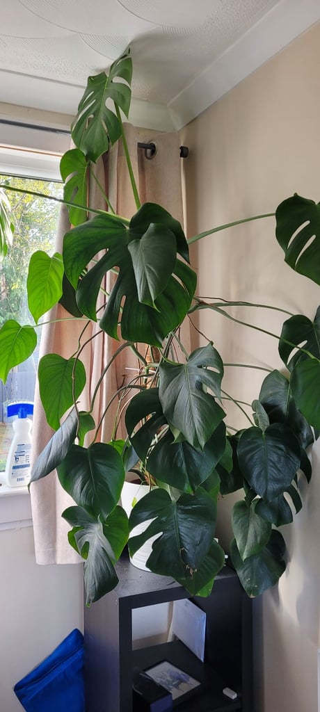 Monstera plant