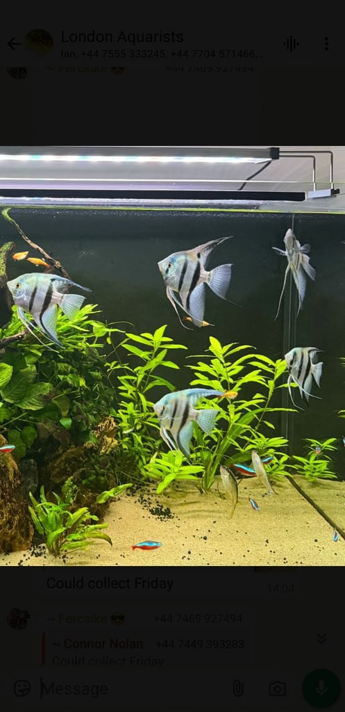 image for Tropical fish-Angelfish,L397,plecos, guppies koi,corydoras 