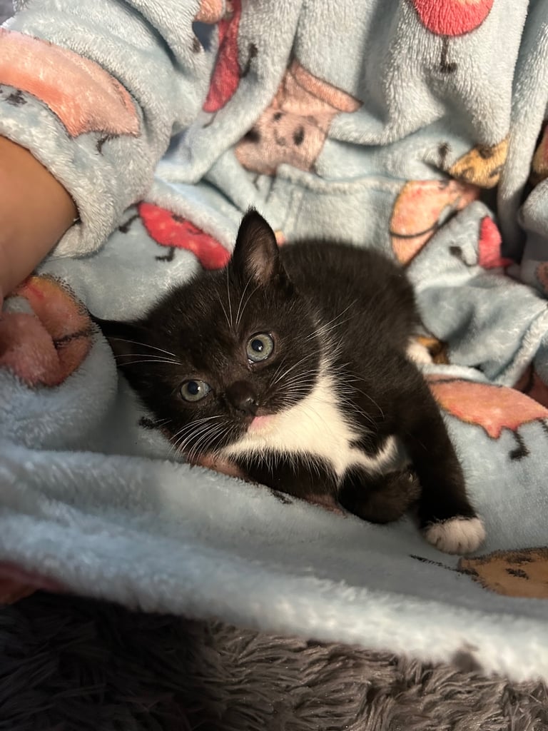 Kittens for sale 🐈‍⬛ 