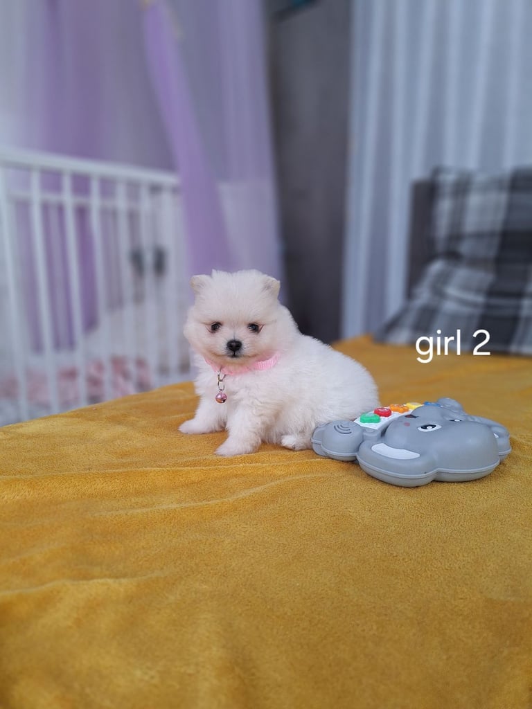 Beautiful pomeranian Teddy bear pomeranian puppies 