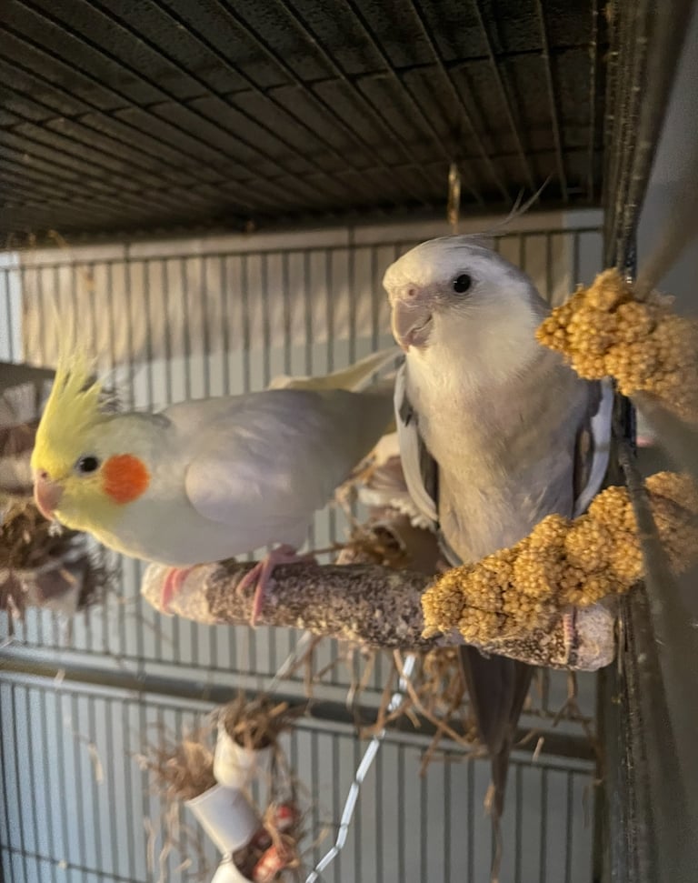 Cockatiels Birds for Sale Gumtree