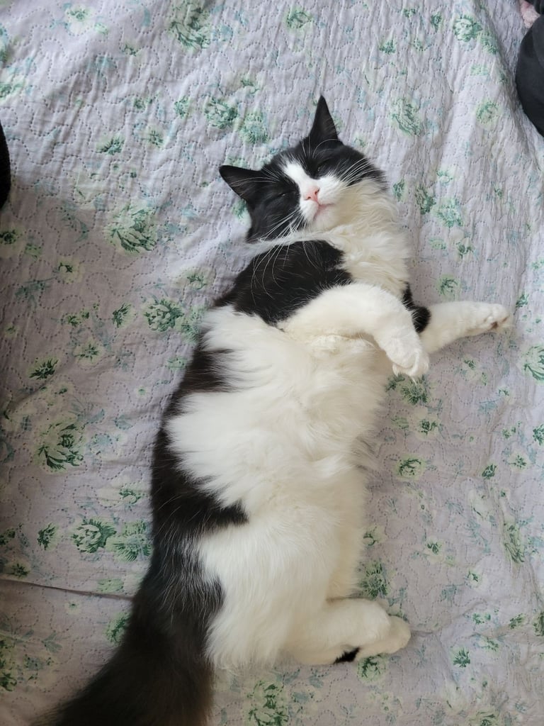 Kitten for sale