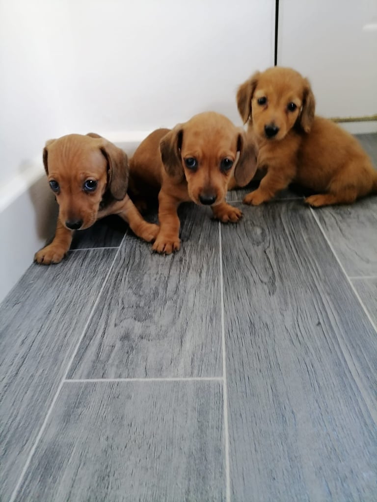 image for Miniature Dachshund Puppies