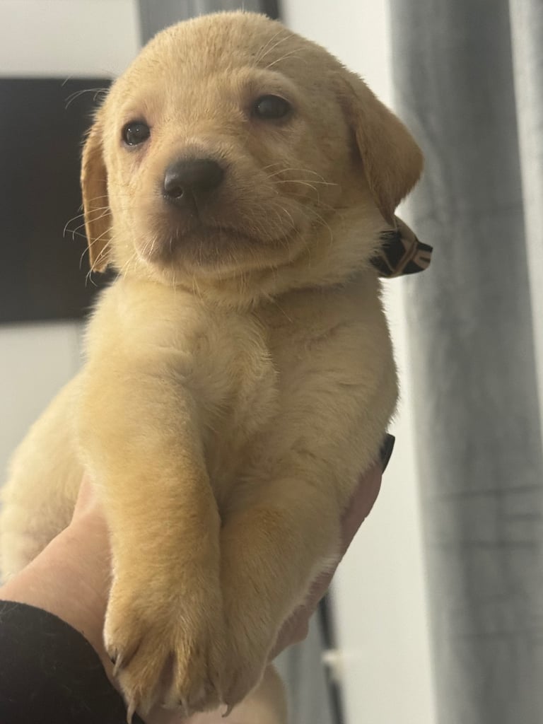 Pure English Yellow Lab Puppy For Sale Labrador Dog Dogs Puppies